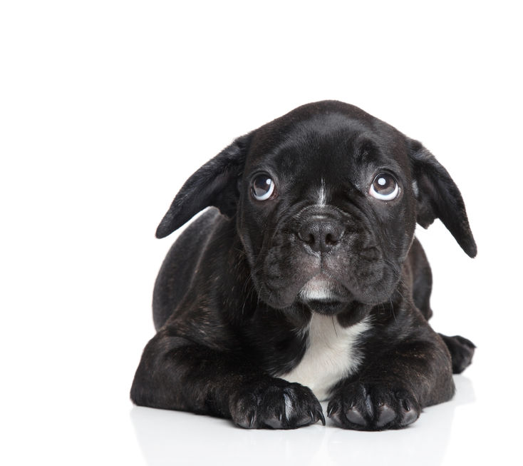 Identifying Negative Emotions in your Pet