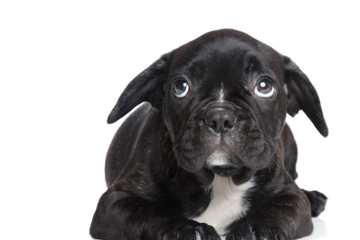 Identifying Negative Emotions in your Pet